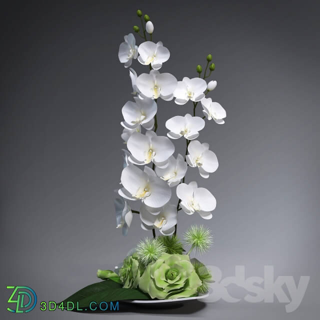 Plant - Ikebana with orchids