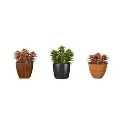 3dMentor HQFlowers3 coleus (01) 