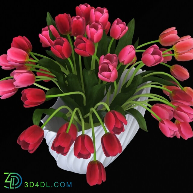 Plant - Tulips in a vase