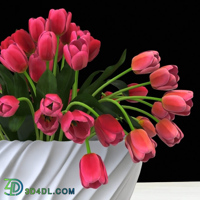 Plant - Tulips in a vase