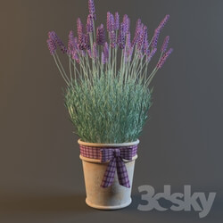 Plant - PROFi Lavender 