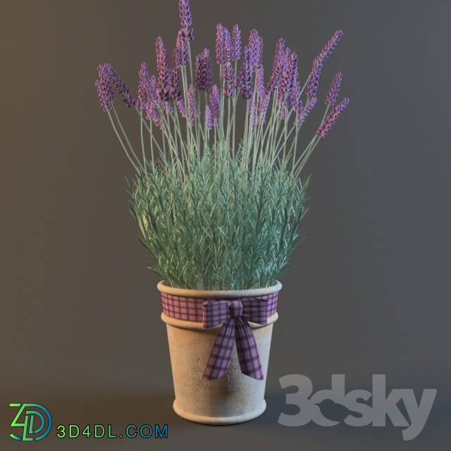 Plant - PROFi Lavender