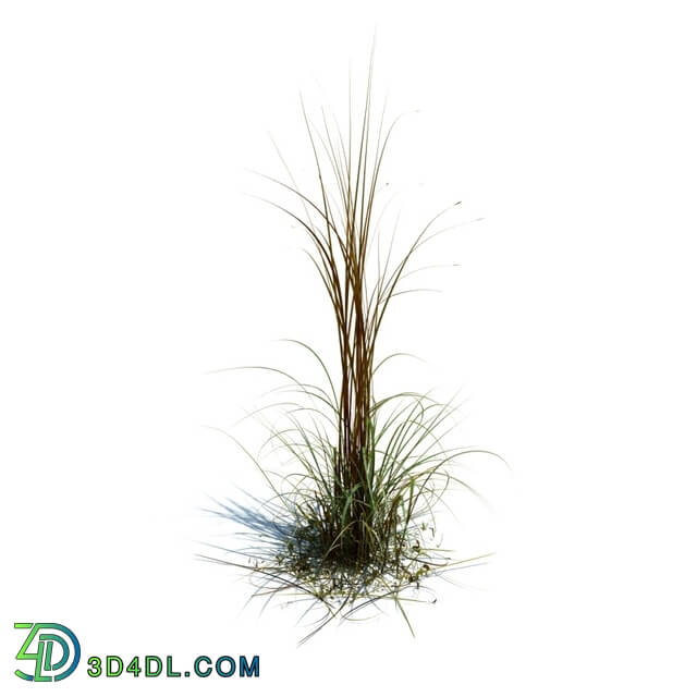 ArchModels Vol126 (066) Miscanthus giganteus v3