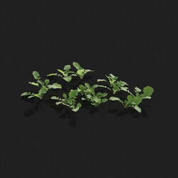 Maxtree-Plants Vol21 Lapsanastrum apogonoides 01 09 
