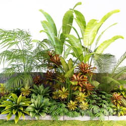Plant - Palm composition 