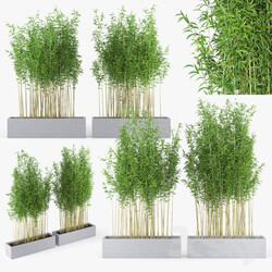Outdoor - Bambus muriel 