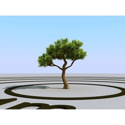 3dMentor HQPlants-02 (104) bonsai pine 