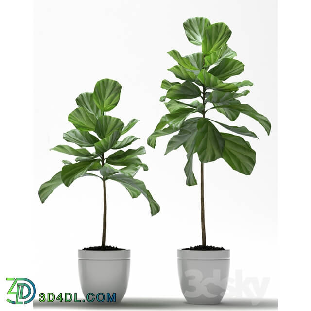 Plant - FIG PLANTS