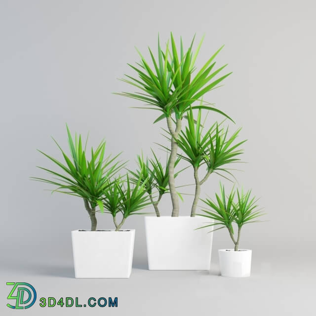 Plant - dracena marginata