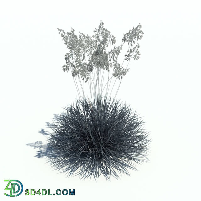 ArchModels Vol126 (067) festuca glauca v1