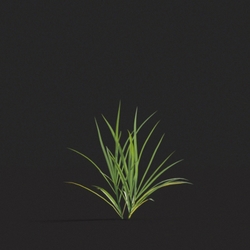 Maxtree-Plants Vol20 Miscanthus flavidus 01 01 