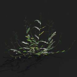 Maxtree-Plants Vol21 Oplismenus compositus 01 01 