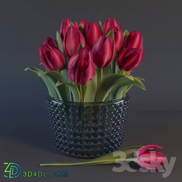 Plant - Red Tulips
