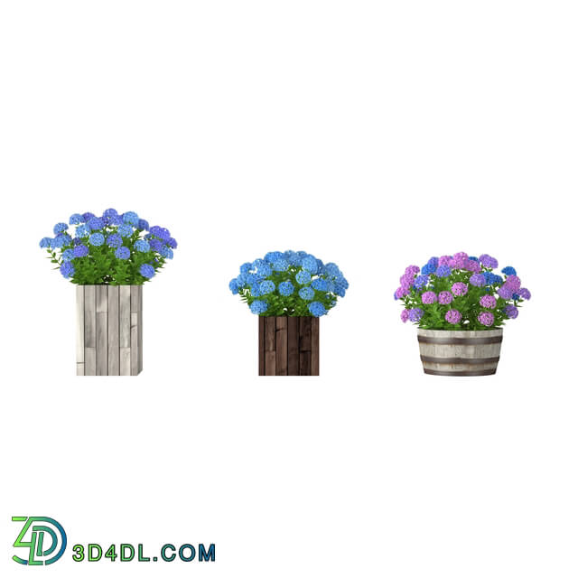 3dMentor HQFlowers3 hydrangea (01)