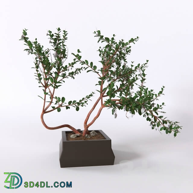 Plant - Manzanita