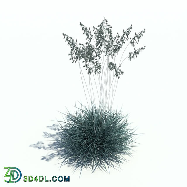 ArchModels Vol126 (068) festuca glauca v2