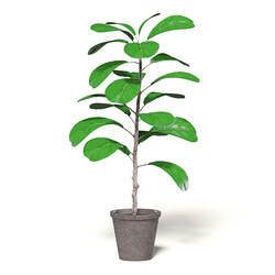 CGaxis Vol111 (09) fig plant 