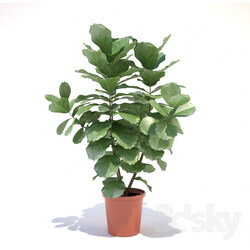 Plant - Ficus lyre 