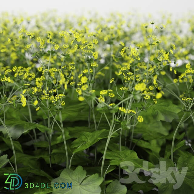 Plant - Soft bush cuff _ Alchemilla mollis