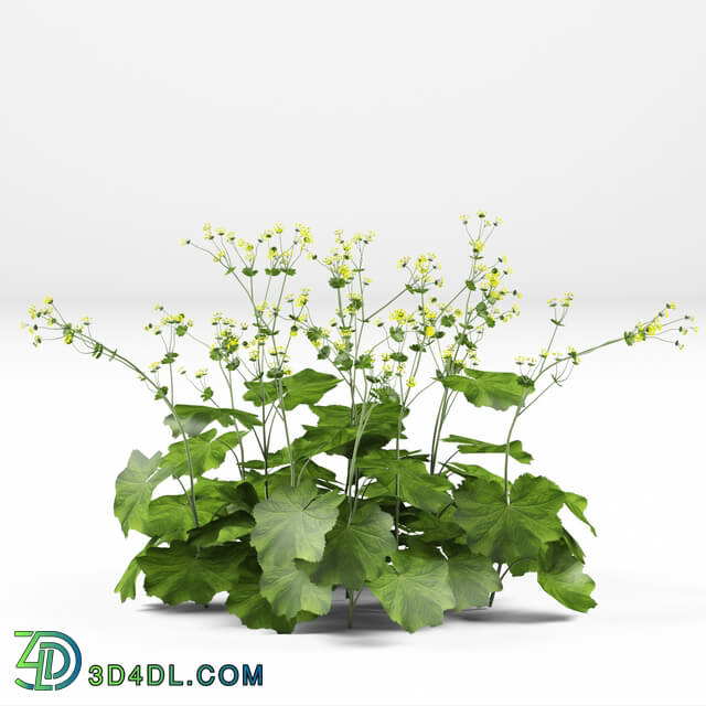 Plant - Soft bush cuff _ Alchemilla mollis