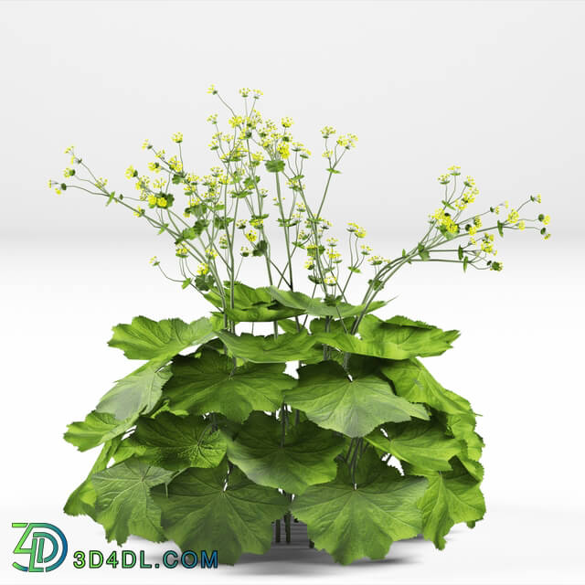 Plant - Soft bush cuff _ Alchemilla mollis