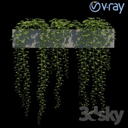 Outdoor - Ivy for shelves_ walls. 3 models 