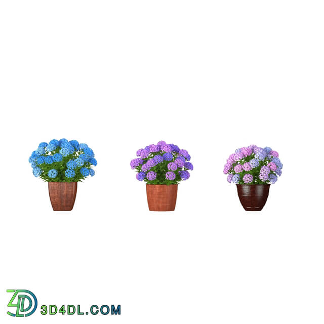 3dMentor HQFlowers3 hydrangea (02)