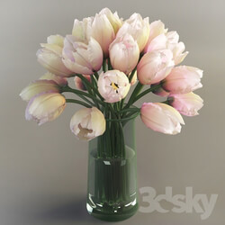 Plant - Tulips_ Tulips 