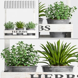 Plant - Herbs Plant -23 