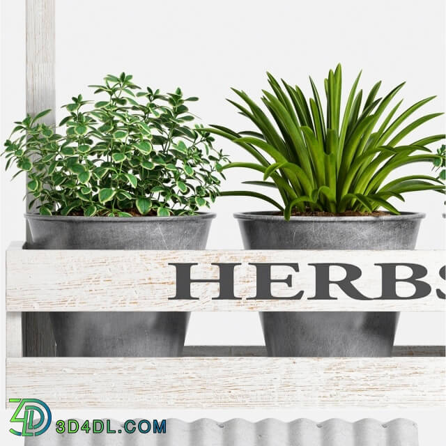 Plant - Herbs Plant -23