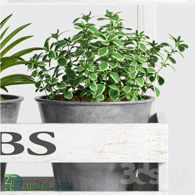 Plant - Herbs Plant -23