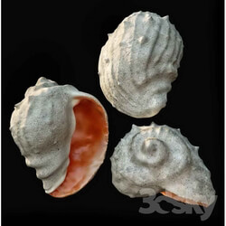 Other decorative objects - Barnacle 