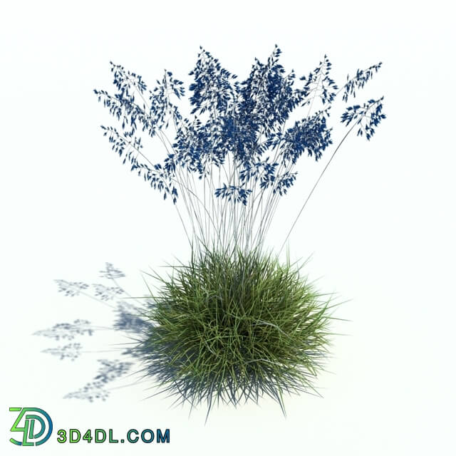 ArchModels Vol126 (069) festuca glauca v3