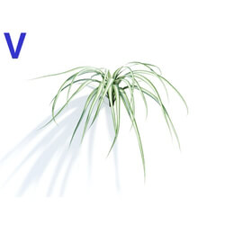 Maxtree-Plants Vol04 Chlorophytum comosum 04 