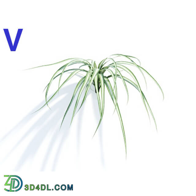 Maxtree-Plants Vol04 Chlorophytum comosum 04
