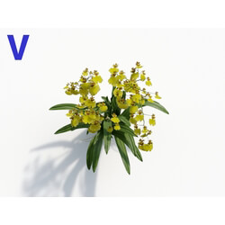 Maxtree-Plants Vol08 Orchid Oncidium Yellow 04 