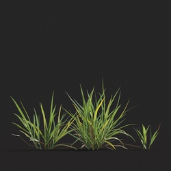 Maxtree-Plants Vol20 Miscanthus flavidus 01 03 