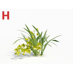 Maxtree-Plants Vol08 Orchid Cymbidium Green 02 