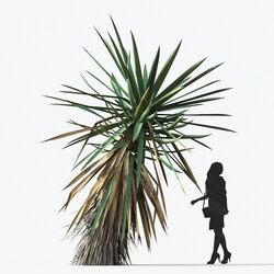 Maxtree-Plants Vol17 Yucca schottii 01 01 
