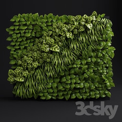 Plant - Green wall 2 