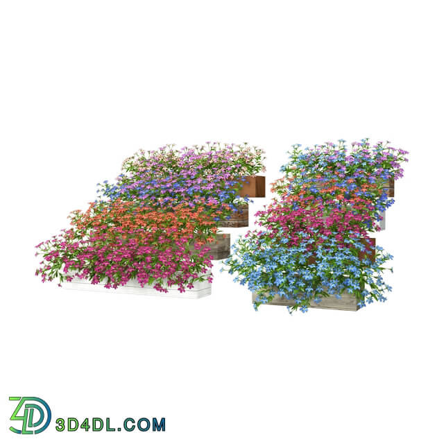 3dMentor HQFlowers3 lobelia erinus (01)