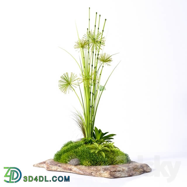 Plant - Decorative plants on a stone