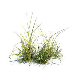 ArchModels Vol124 (038) simple grass v2 