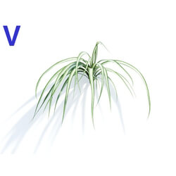 Maxtree-Plants Vol04 Chlorophytum comosum 05 