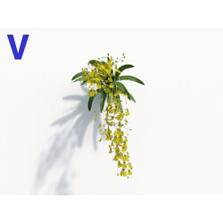 Maxtree-Plants Vol08 Orchid Oncidium Yellow 05 