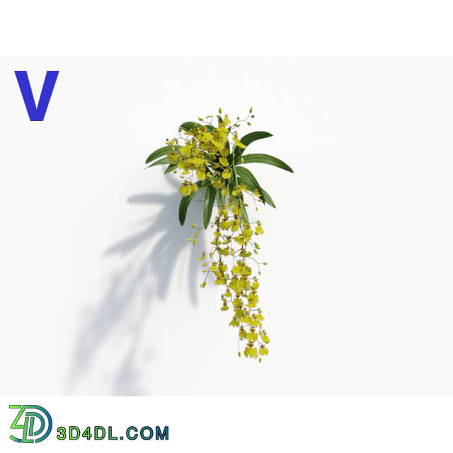 Maxtree-Plants Vol08 Orchid Oncidium Yellow 05