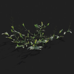 Maxtree-Plants Vol21 Oplismenus compositus 01 04 