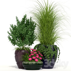 Plant - Outdoor Planters 