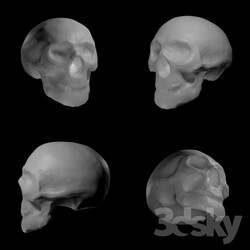 Miscellaneous - skull model 