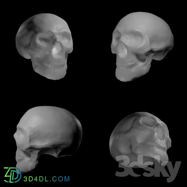 Miscellaneous - skull model